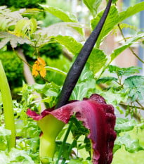 Ďáblův jazyk - Dracunculus vulgaris - cibule - 1 Ks