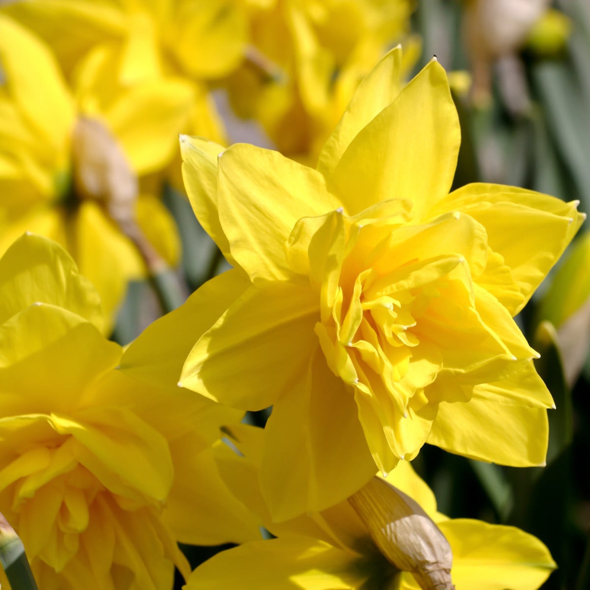 Narcis Golden Ducat - Narcissus - cibule narcisů - 3 ks
