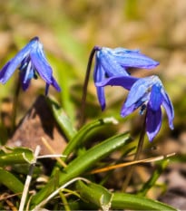 Ladoňka sibiřská modrá - Scilla siberica - cibule ladoňek - 3 ks