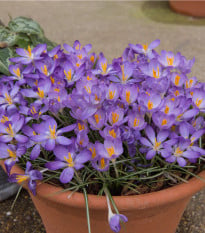 Krokus Tomasiniho Barrs Purple - Crocus tommasinianus - hlízy krokusů - 3 ks