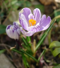 Krokus Pickwick - Crocus - hlízy krokusů - 3  ks