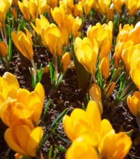 Krokus Romance žlutý - Crocus chrysanthus - hlízy krokusů - 3 ks