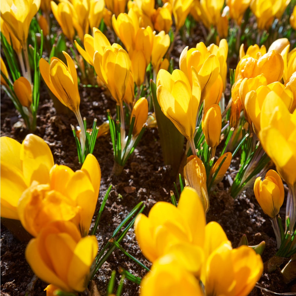 Krokus Romance žlutý - Crocus chrysanthus - hlízy krokusů - 3 ks