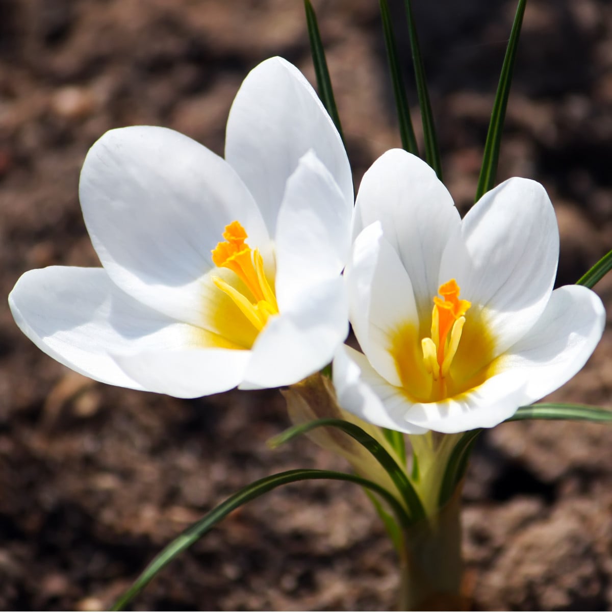 Krokus Miss Vain - Crocus biflorus - hlízy krokusů - 3 ks