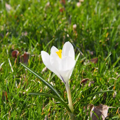 Krokus Jeanne d Arc - Crocus vernus - hlízy krokusů - 3 ks