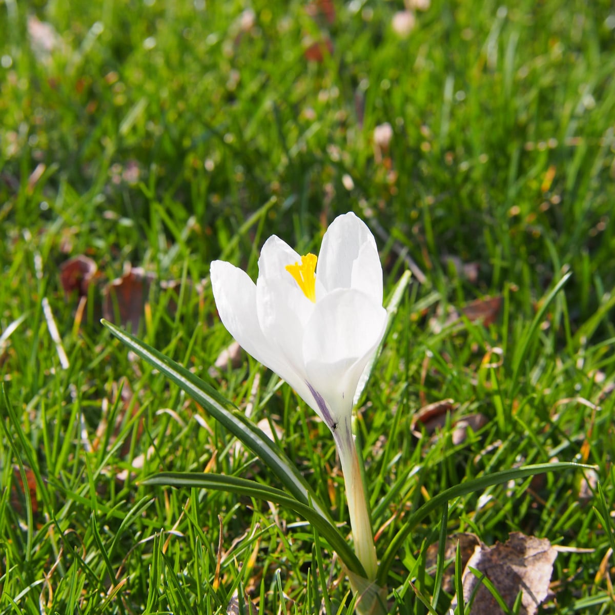 Krokus Jeanne d Arc - Crocus vernus - hlízy krokusů - 3 ks