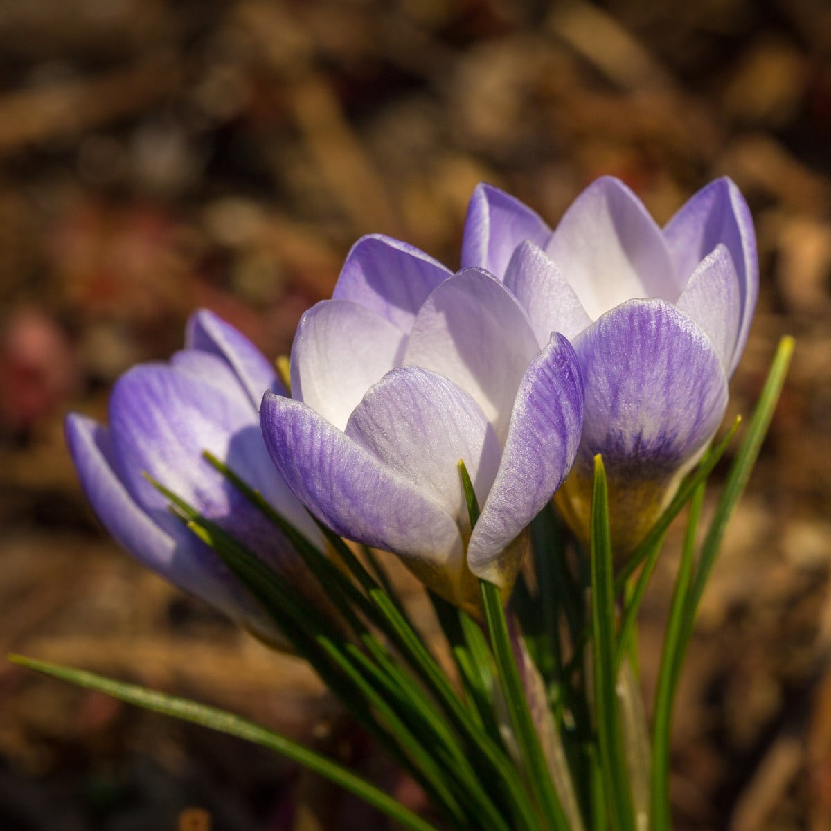 Krokus Blue Pearl - Crocus - hlízy krokusů - 3 ks