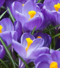 Krokus Flower Record - Crocus vernus - hlízy krokusů - 3 ks
