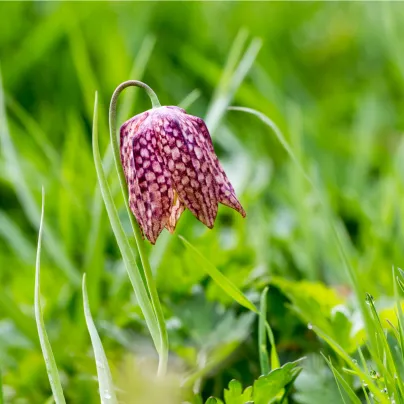 Řebčík kostkovaný - Fritillaria meleagris - cibule řebčíků - 3 ks
