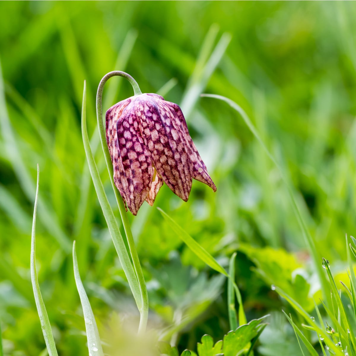 Řebčík kostkovaný - Fritillaria meleagris - cibule řebčíků - 3 ks