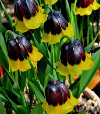 Řebčík Uva-vulpis - Fritillaria - cibule řebčíků - 5 ks