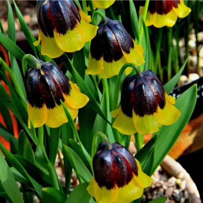 Řebčík Uva-vulpis - Fritillaria - cibule řebčíků - 5 ks