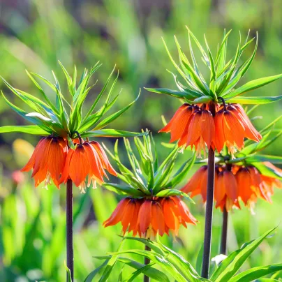 Řebčík královský - Fritillaria imperialis aurora - cibule řebčíků - 1 ks