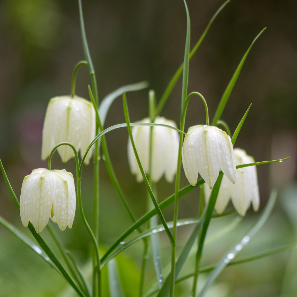 Řebčík bílý - Fritillaria meleagris - cibule řebčíků - 3 ks