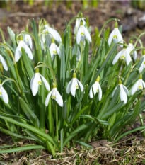 Sněženka Woronova - Galanthus woronowii - cibule sněženek - 3 ks