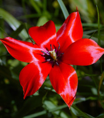 Tulipán Linifolia - Tulipa - cibule tulipánů - 3 ks