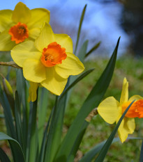 Narcis Jetfire - Narcissus - cibule narcisů - 3 ks