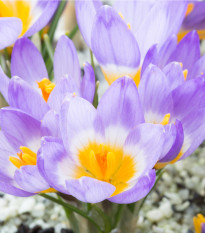 Krokus Tricolor - Crocus tricolor - hlízy krokusů - 3 ks