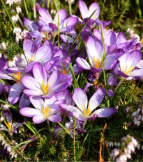 Krokus Grand Maitre - Crocus grand maitre - hlízy krokusů - 3 ks