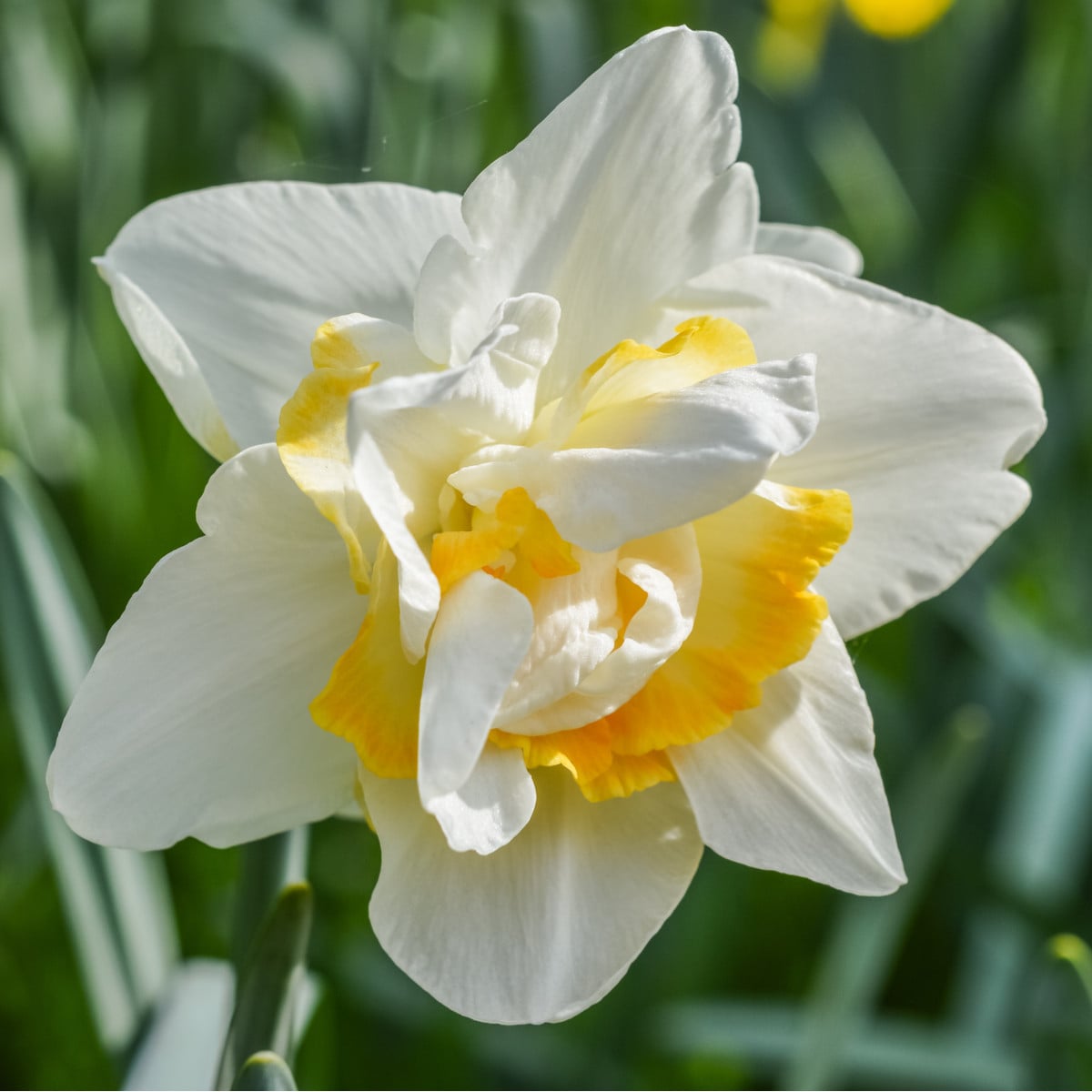 Narcis White Lion - Narcissus - cibule narcisů - 3 ks
