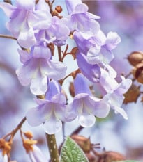Paulovnie fortunei - Paulownia fortunei - osivo paulovnie - 15 ks