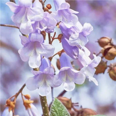 Paulovnie fortunei - Paulownia fortunei - osivo paulovnie - 15 ks