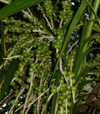 Palma Akai - Acai -  Euterpe oleracea - osivo palmy - 2 ks