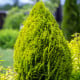Túje západní - Thuja occidentalis - osivo túje - 18 ks