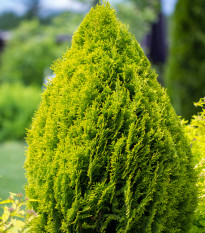 Túje západní - Thuja occidentalis - osivo túje - 18 ks