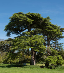 Cedr libanonský - Cedrus libani - osivo cedru - 6 ks
