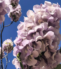 Paulovnie protáhlá - Paulownia elongata - osivo paulovnie - 15 ks