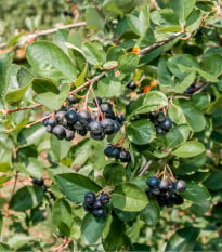 Aronie - Černý jeřáb - Aronia melanocarpa - osivo aronie - 7 ks