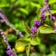 Krásnoplodka - Callicarpa acuminata - osivo krásnoplodky - 8 ks