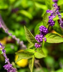Krásnoplodka - Callicarpa acuminata - osivo krásnoplodky - 8 ks