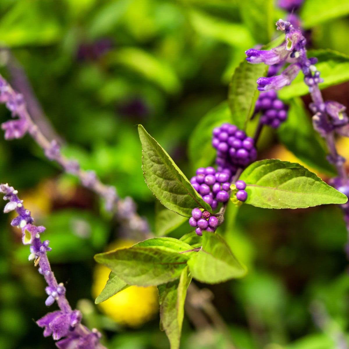 Krásnoplodka - Callicarpa acuminata - osivo krásnoplodky - 8 ks