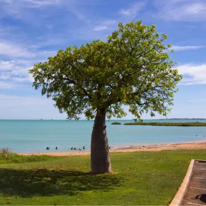 Australský baobab - Adansonia gregorii - osivo baobabu - 3 ks