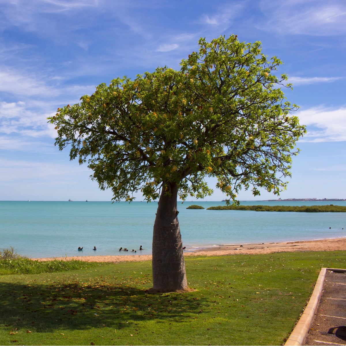 Australský baobab - Adansonia gregorii - osivo baobabu - 3 ks