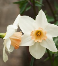 Narcis Salome - Narcissus - cibule narcisů - 3 ks