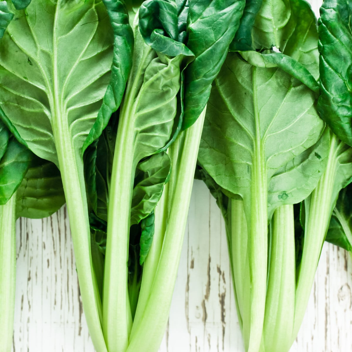 Tatsoi - Brassica rapa var rosularis - osivo tatsoi - 100 ks