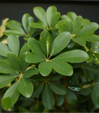 Šeflera paprskovitá - Schefflera arboricola - osivo šeflery - 6 ks