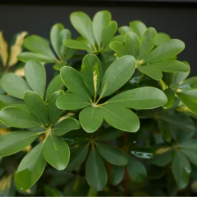 Šeflera paprskovitá - Schefflera arboricola - osivo šeflery - 6 ks