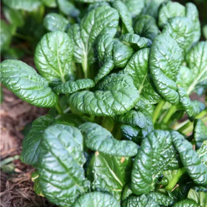 Hořčice salátová Misome F1 - Brassica campestris - osivo hořčice - 20 ks
