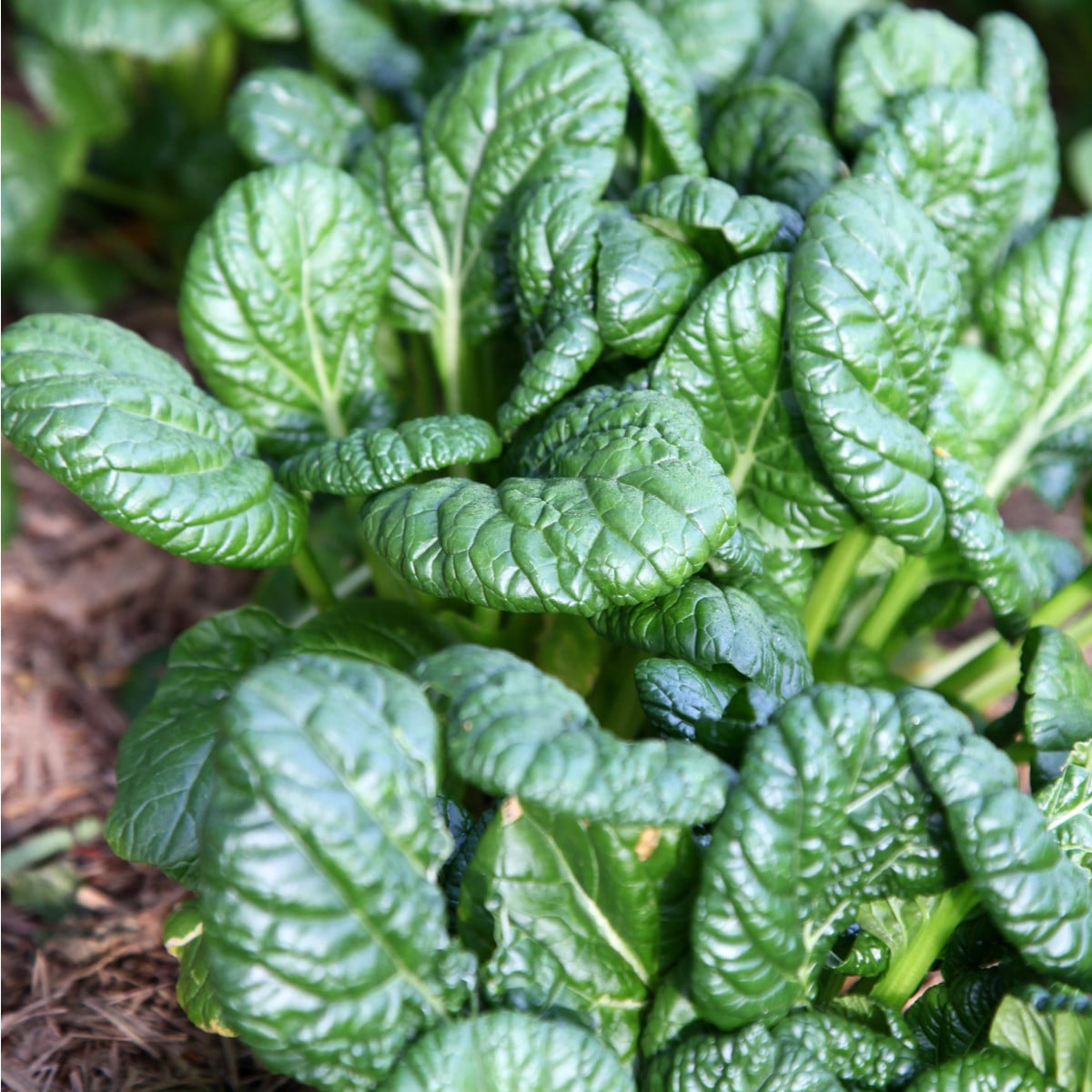 Hořčice salátová Misome F1 - Brassica campestris - osivo hořčice - 20 ks