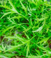 Mizuna - Brassica campestris Japonica - osivo mizuny - 50 ks