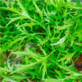 Mizuna - Brassica campestris Japonica - osivo mizuny - 50 ks