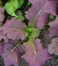 Hořčice červená Red Frills - Brassica juncea - osivo hořčice - 300 ks