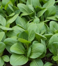 Komatsuna - Zelená hořčice - Brassica rapa var. komatsuna - osivo komatsuny - 20 ks