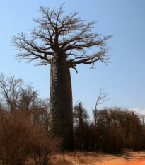 Baobab Za - Adansonia za - osivo baobabu - 3 ks