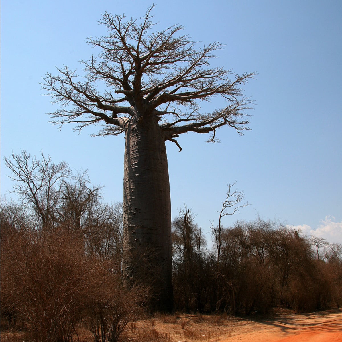 Baobab Za - Adansonia za - osivo baobabu - 3 ks