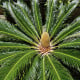 Cykas japonský - Cycas revoluta - osivo cykasu - 2 ks